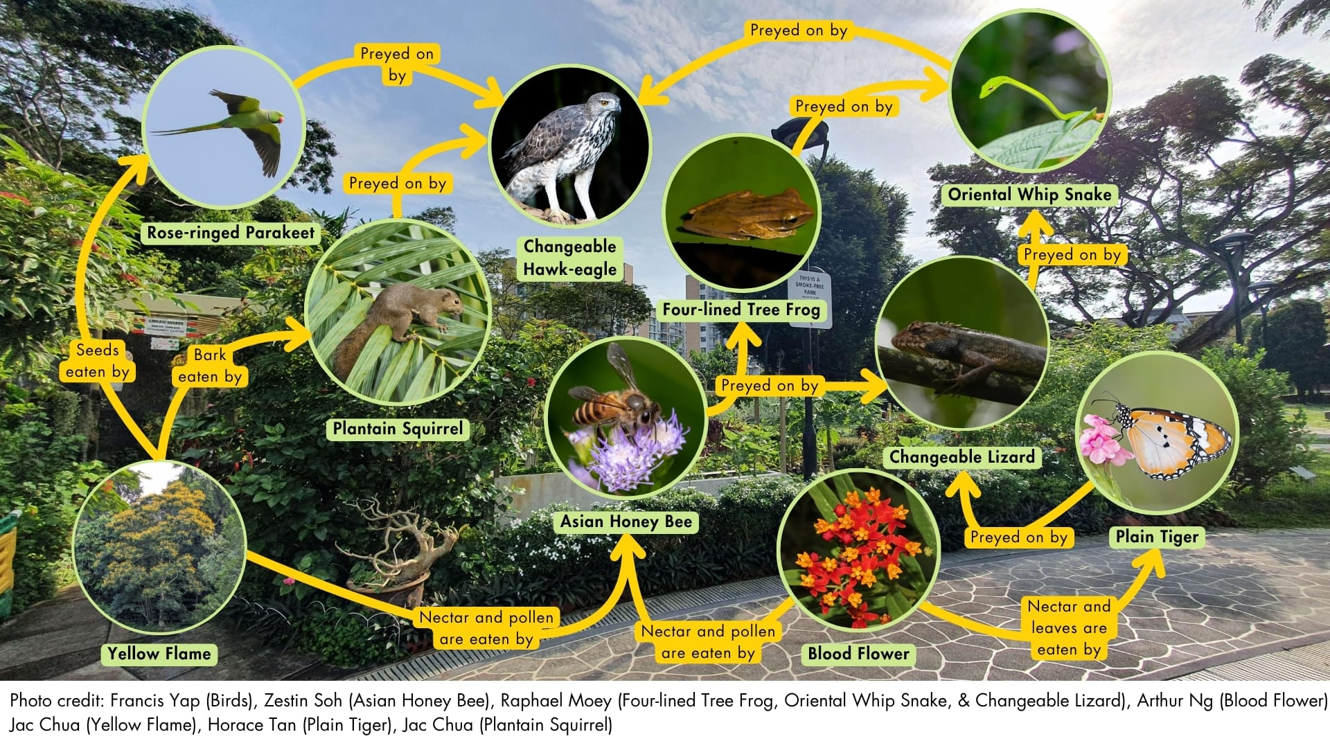 Food Webs in Bedok Terrace Playground